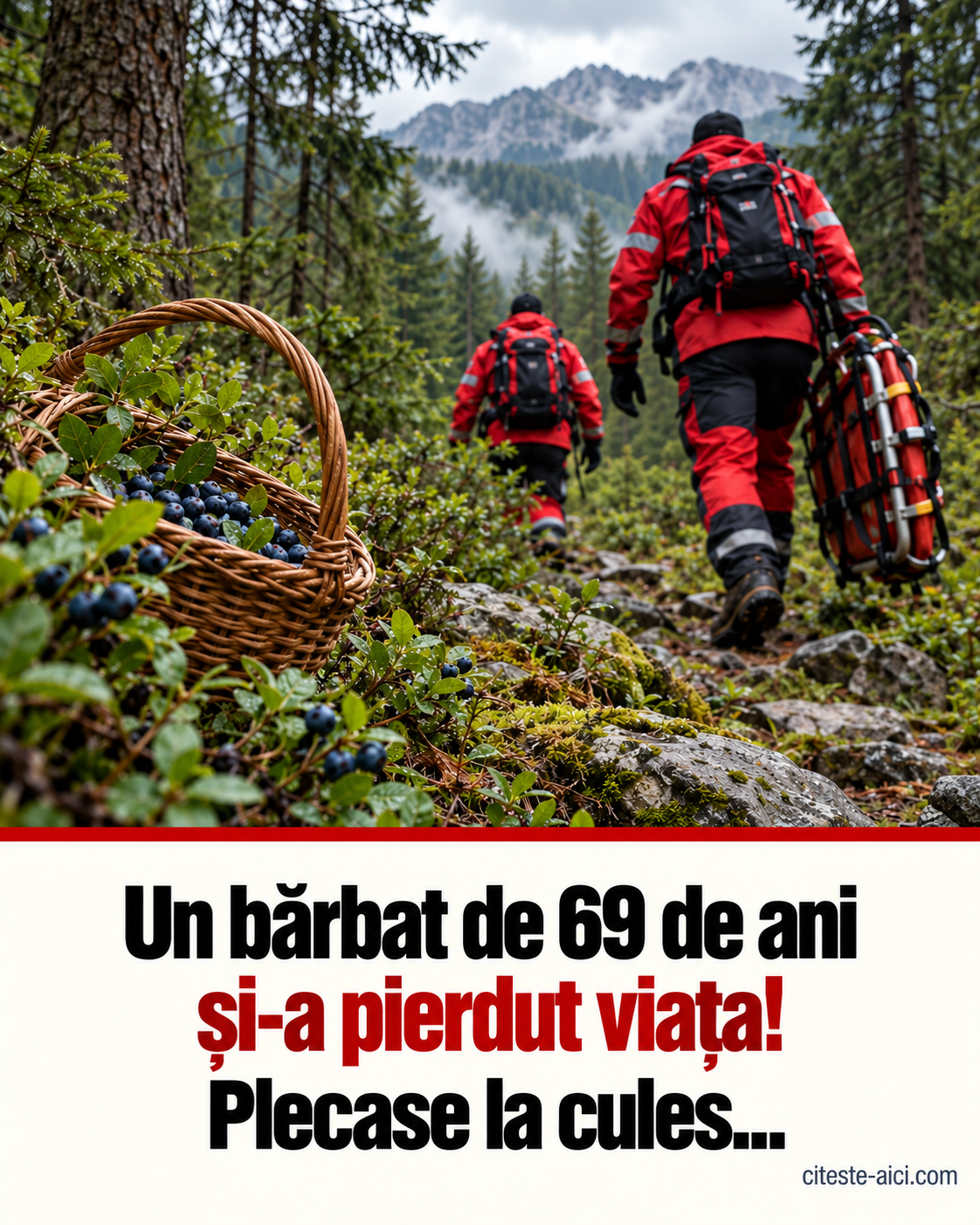 Plecase la cules de afine și a murit pe munte. Ce s-a întâmplat cu bărbatul de 69 de ani din Prahova — ilustrație Citește Aici